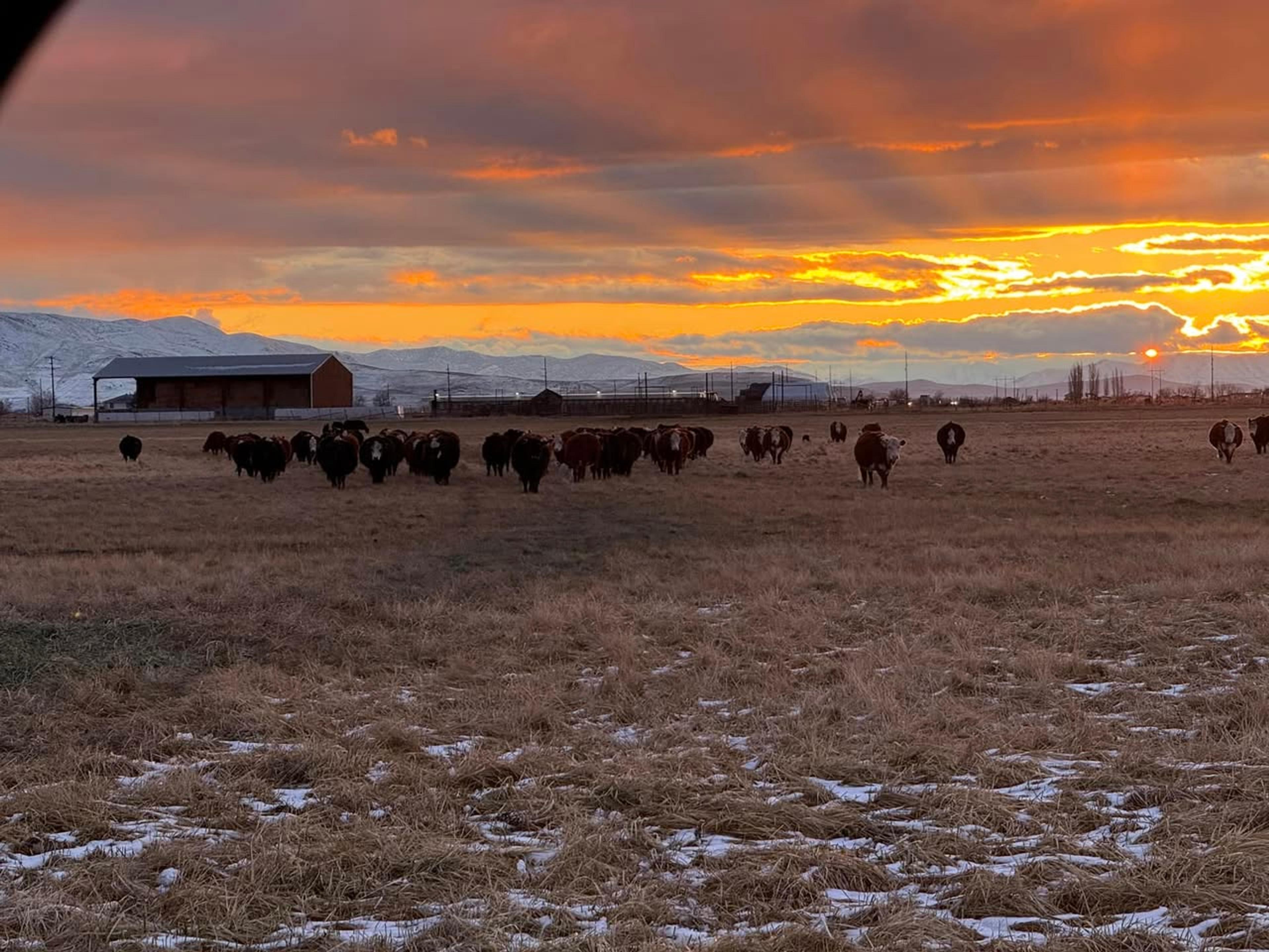 How this Utah rancher cut year-end reconciliation from 7 days to 1 hour